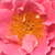 Rózsaszín - Climber, futó rózsa - Torockó